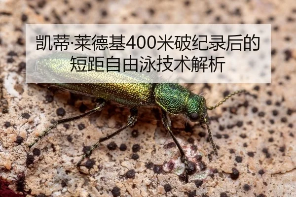 凯蒂·莱德基400米破纪录后的短距自由泳技术解析（crownsports）